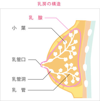 乳房の構造